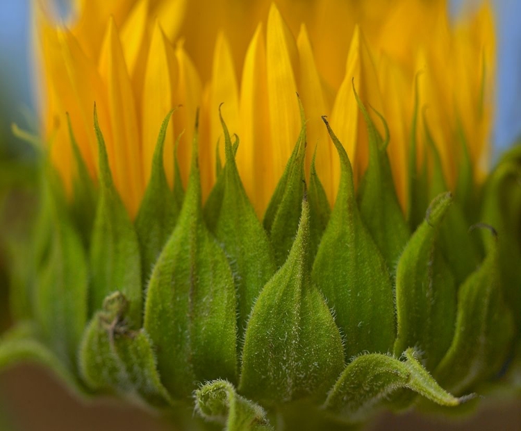 Picture of SUNFLOWERS I