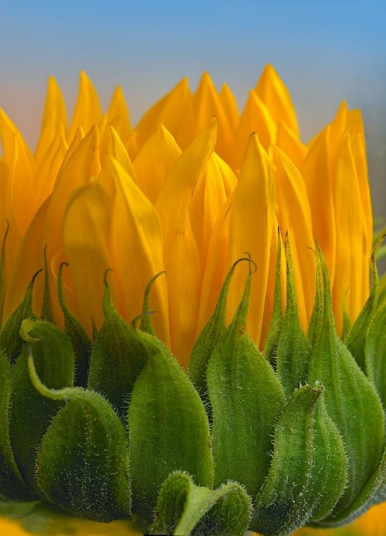 Picture of SUNFLOWERS V