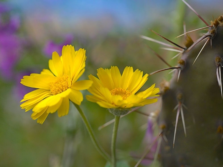 Picture of DESERT MARIGOLD III