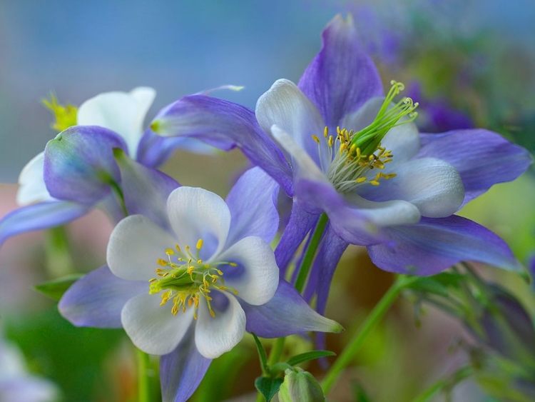 Picture of ROCKY MOUNTAIN COLUMBINE II