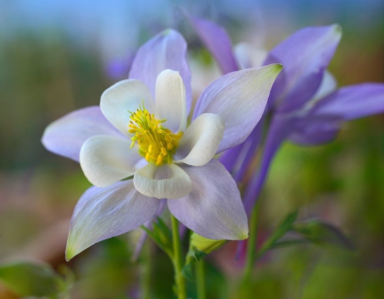 Picture of ROCKY MOUNTAIN COLUMBINE III