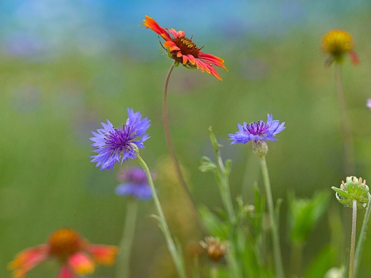 Picture of GAILLARDIA AND BACHELORS BUTTONS II