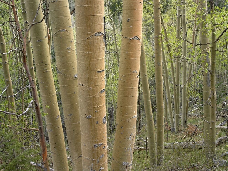 Picture of ASPEN GROVE IV