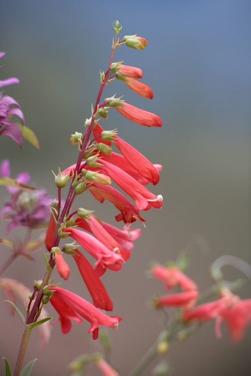 Picture of FIRECRACKER PENSTEMON