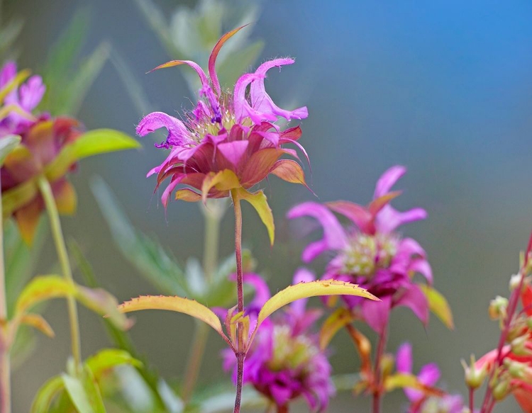 Picture of LEMON MINT WILDFLOWERS