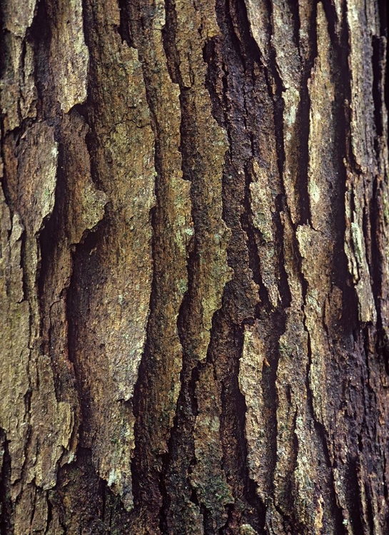 Picture of WHITE OAK BARK 