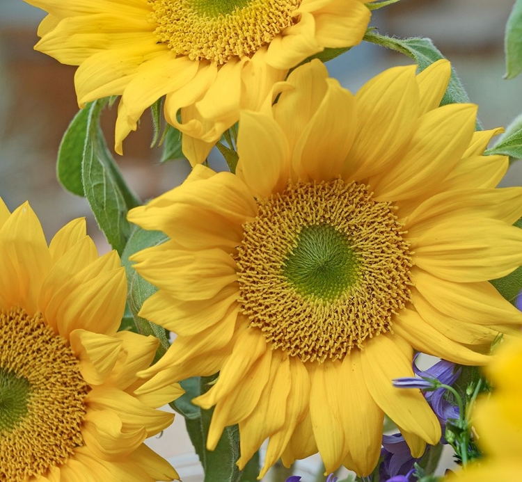 Picture of SUNFLOWERS