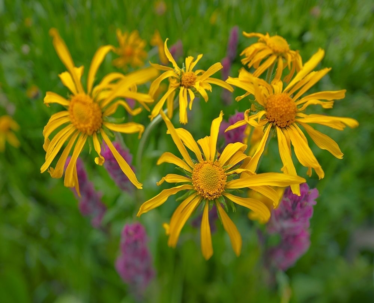 Picture of ORANGE SNEEZEWEEDS