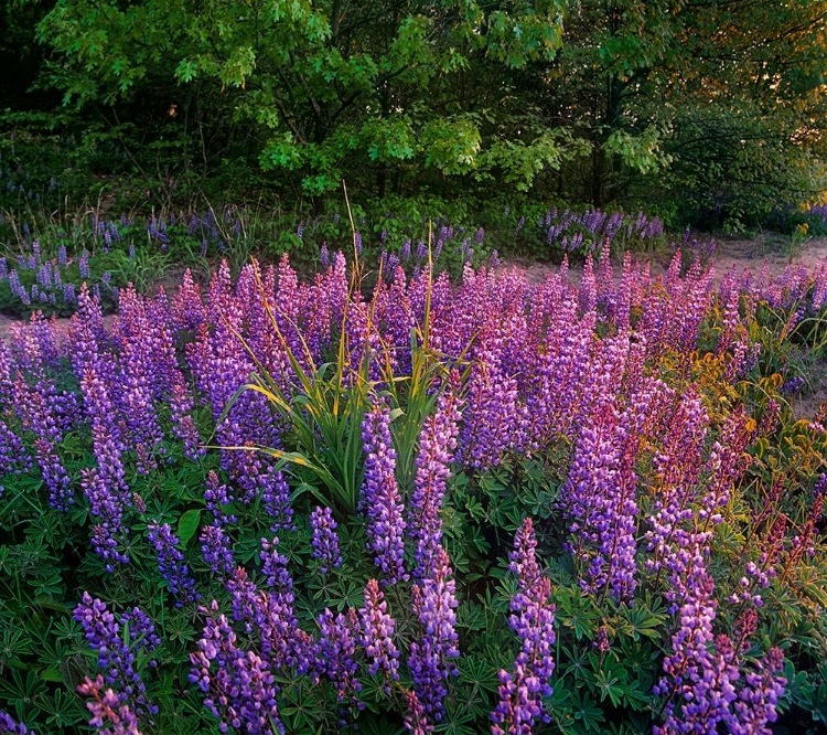 Picture of LUPINES AT WEST BEACH