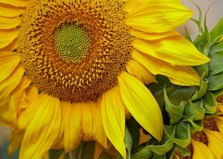 Picture of SUNFLOWERS