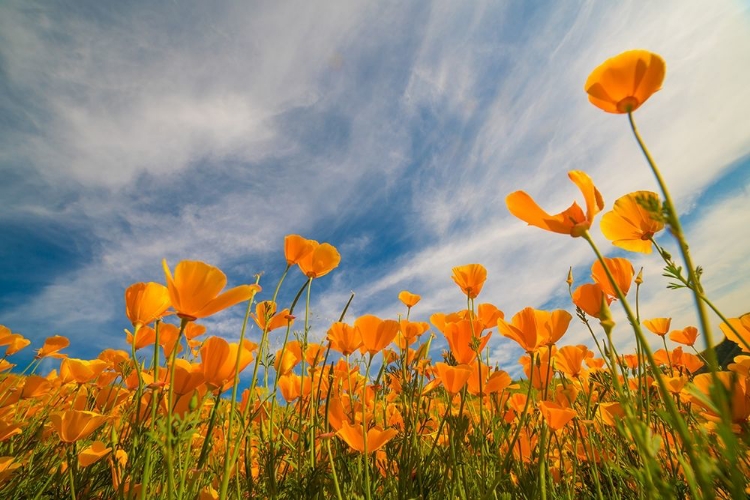 Picture of CALIFORNIA POPPIES NEAR LAKE ELSINOR