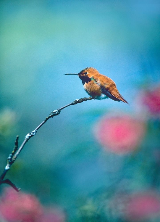 Picture of RUFOUS HUMMINGBIRD SITTING ON BRANCH