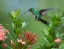 Picture of GREEN CROWNED BRILLIANT HUMMINGBIRD