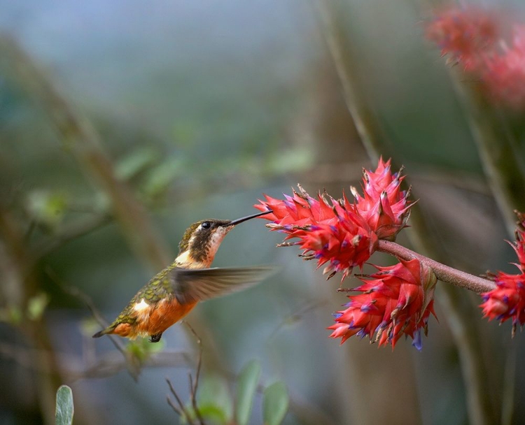 Picture of PURPLE THROATED WOODSTAR HUMMINGBIRD