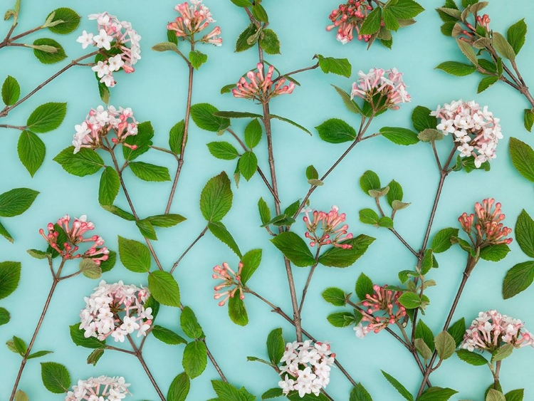 Picture of VIBURNUM JUDDII FLOWERS