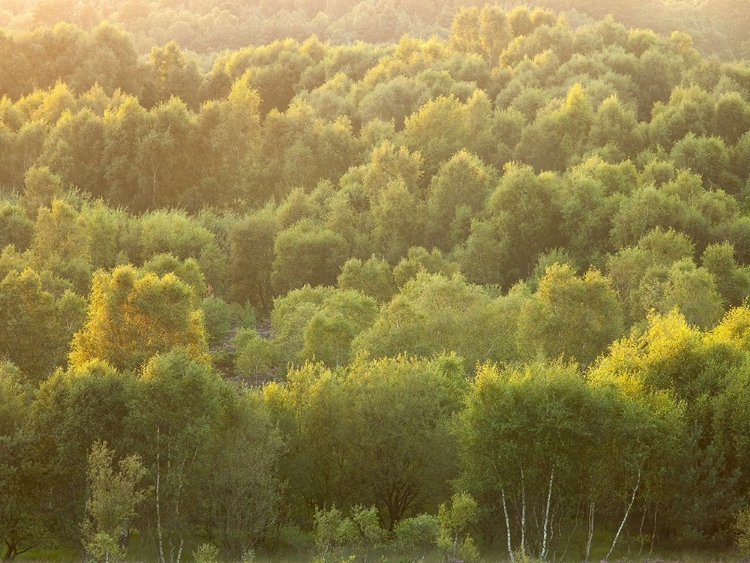 Picture of TREE TOPS AT DUSK