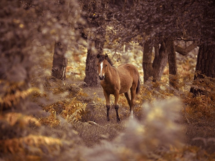 Picture of WILD HORSE-NEW FOREST