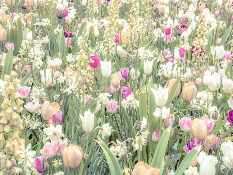 Picture of COLORFUL TULIP FLOWERS