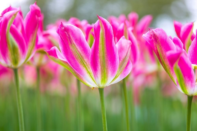 Picture of COLORFUL TULIP FLOWERS