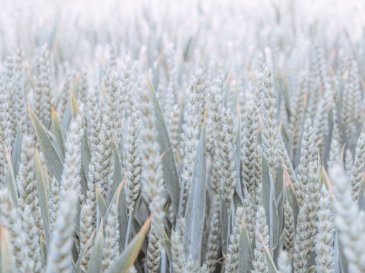 Picture of WHEAT FIELD