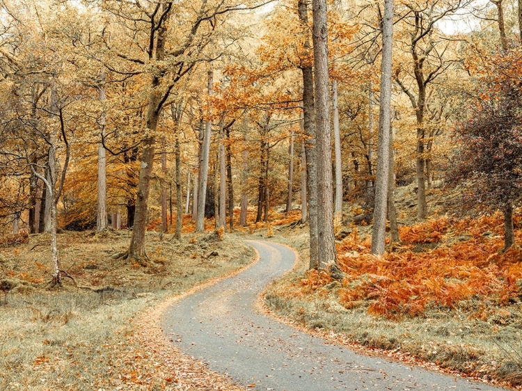 Picture of ROAD THROUGH FOREST