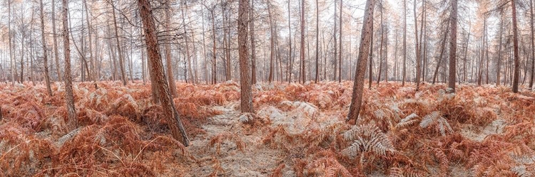 Picture of AUTUMN FOREST