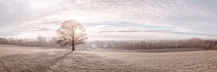 Picture of TREES IN MEADOW