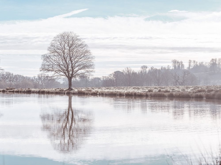 Picture of REFLECTION OF A TREE