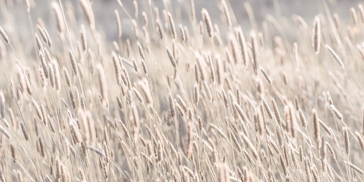 Picture of GRASS IN MEADOW