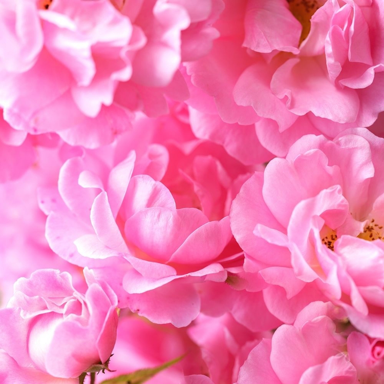 Picture of PINK ROSES