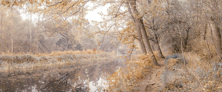 Picture of CANAL THROUGH FOREST