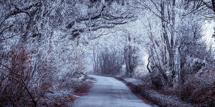 Picture of FROSTED ROAD THROUGH FOREST