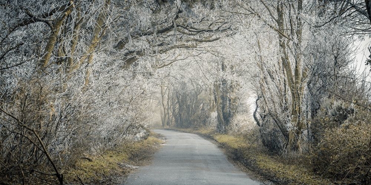 Picture of FROSTED ROAD THROUGH FOREST