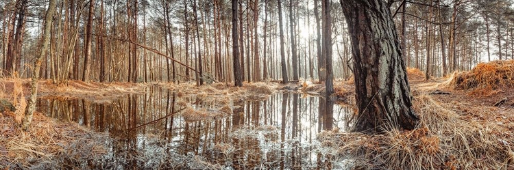 Picture of CANAL THROUGH FOREST