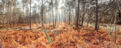 Picture of AUTUMN FOREST