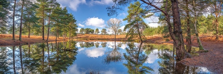 Picture of CANAL THROUGH FOREST