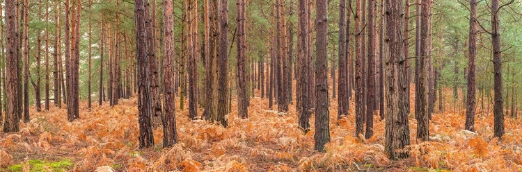 Picture of AUTUMN FOREST