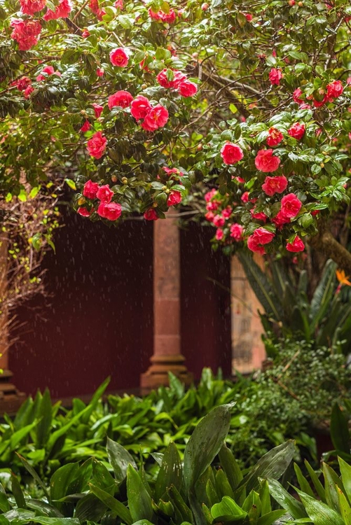 Picture of CANARY ISLANDS-TENERIFE ISLAND-SAN CRISTOBAL DE LA LAGUNA-CONVENTO DE SAN AGUSTIN CONVENT-GARDENS