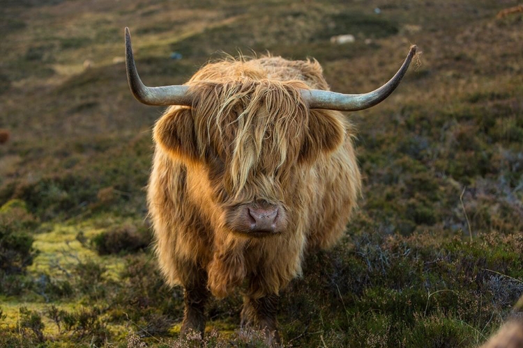 Picture of SCOTLAND-THE ISLE OF SKYE CLOSE-UP OF HIGHLAND COW