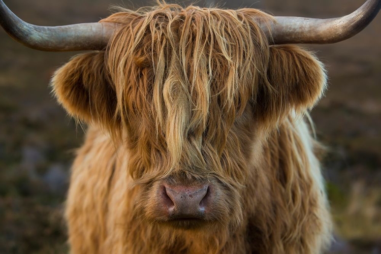 Picture of SCOTLAND-THE ISLE OF SKYE CLOSE-UP OF HIGHLAND COW