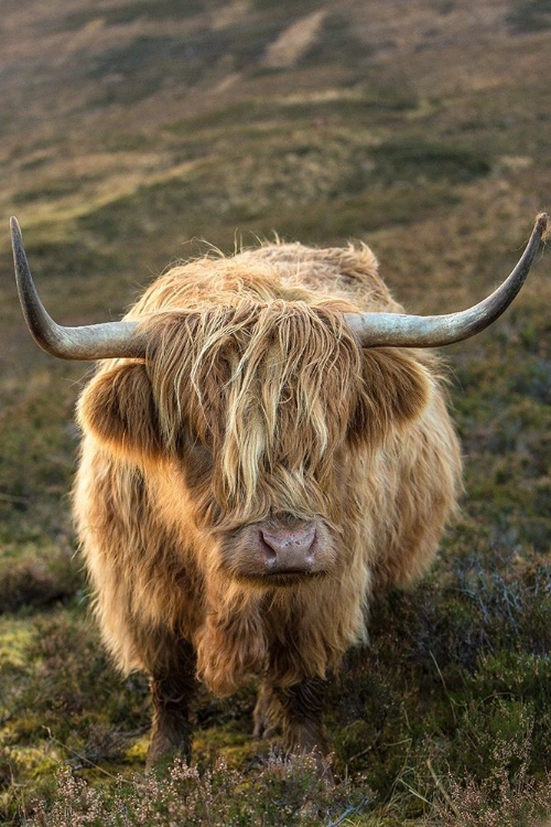 Picture of SCOTLAND-THE ISLE OF SKYE CLOSE-UP OF HIGHLAND COW