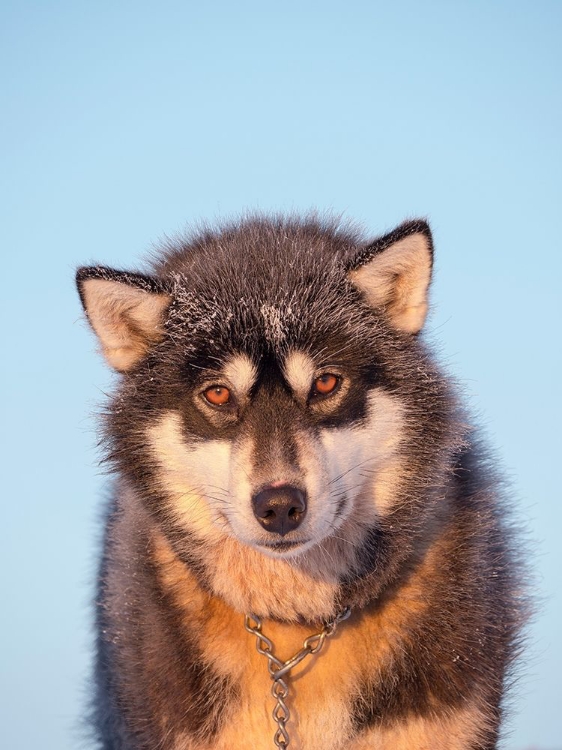 Picture of SLED DOG DURING WINTER IN UUMMANNAQ IN GREENLAND DOG TEAMS ARE STILL DRAFT ANIMALS