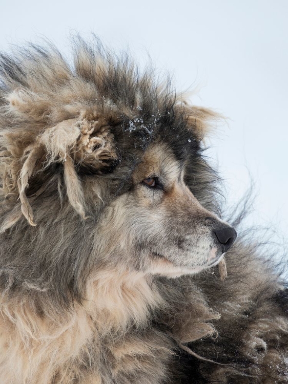 Picture of SLED DOG DURING WINTER IN UUMMANNAQ IN GREENLAND DOG TEAMS ARE STILL DRAFT ANIMALS