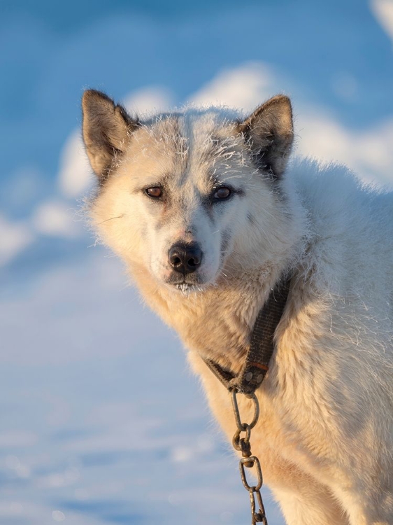 Picture of SLED DOG DURING WINTER IN UUMMANNAQ IN GREENLAND DOG TEAMS ARE STILL DRAFT ANIMALS