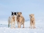 Picture of SLED DOG DURING WINTER IN UUMMANNAQ IN GREENLAND 