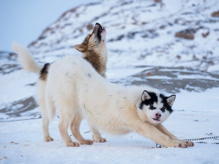 Picture of SLED DOG DURING WINTER IN UUMMANNAQ IN GREENLAND 