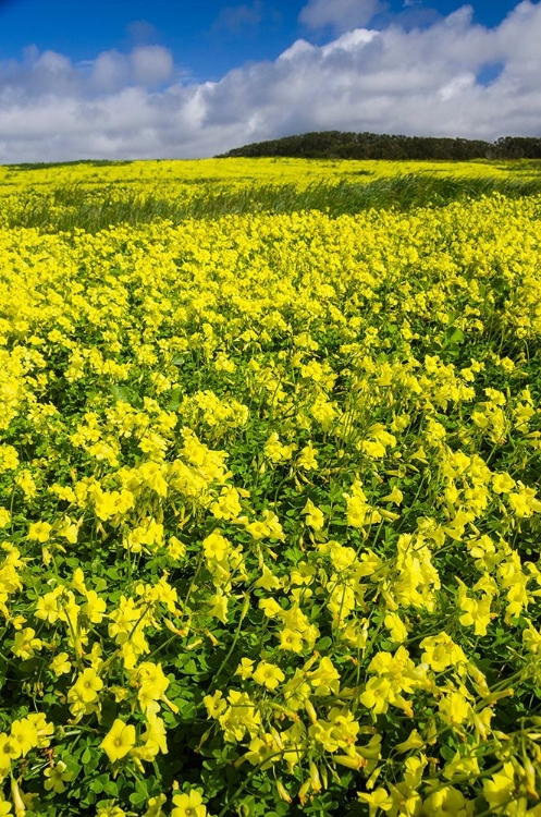 Picture of FIELD OF FLOWERS