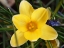 Picture of YELLOW CROCUS FLOWER