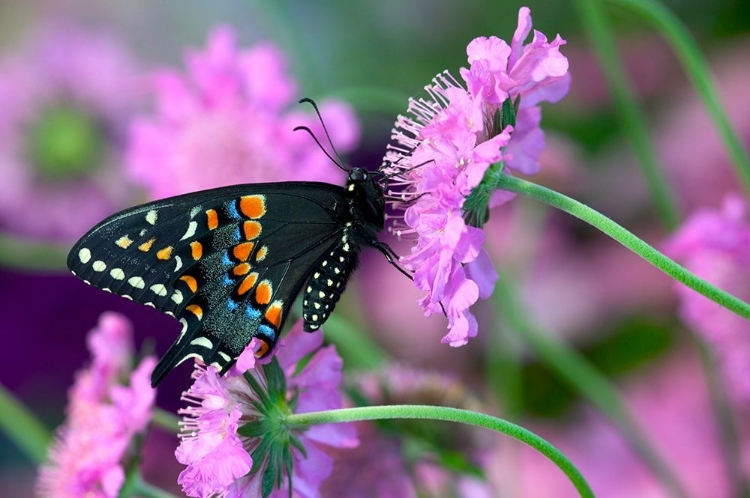 Picture of BLACK SWALLOWTAIL BUTTERFLY ON PINCUSHION PERENNIAL FLOWER SAMMAMISH-WASHINGTON STATE