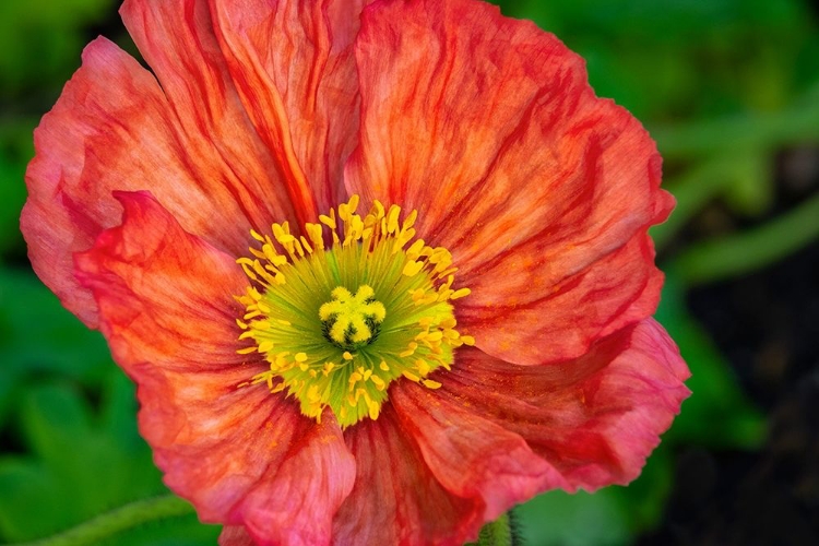 Picture of ORANGE POPPY